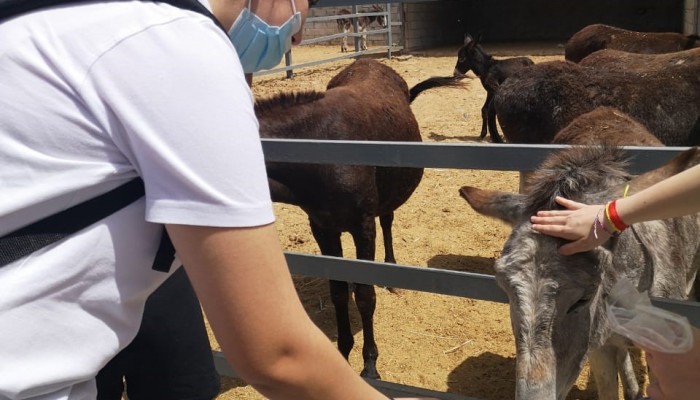 Day 2  Activities - Donkey Farm